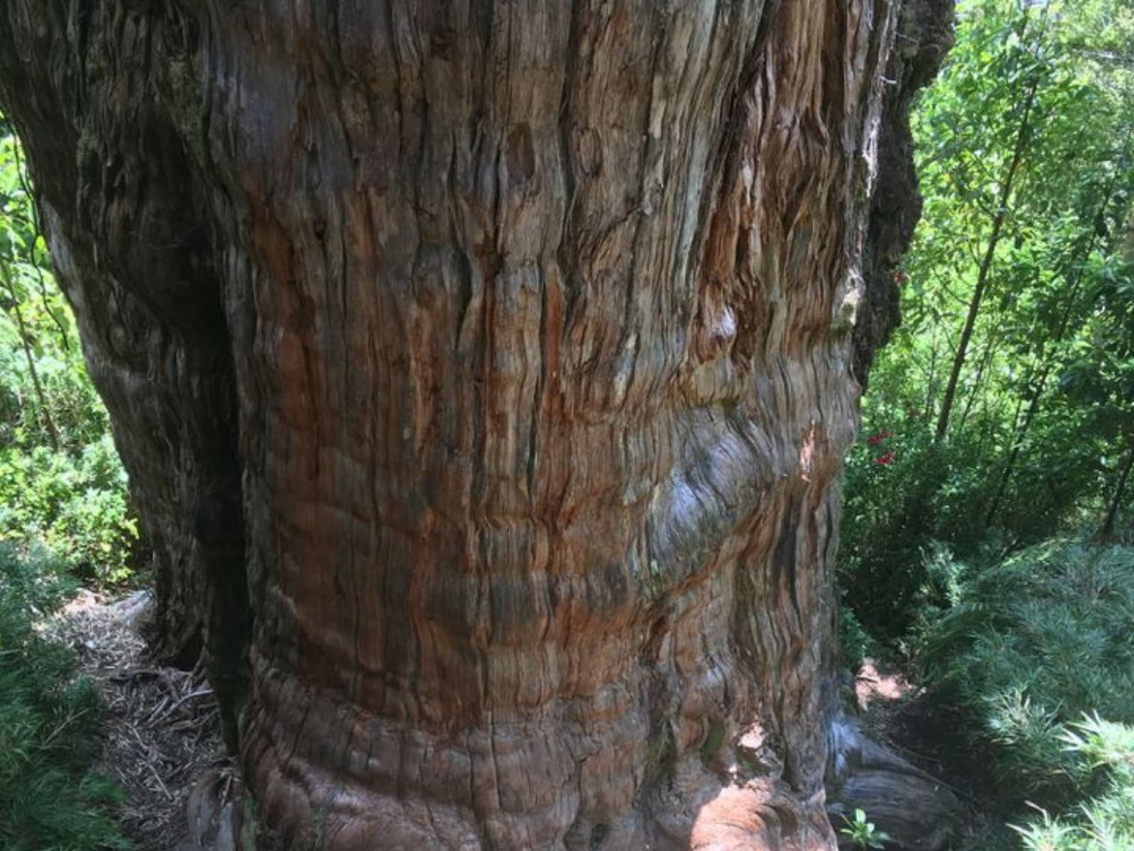 oldest tree in the world