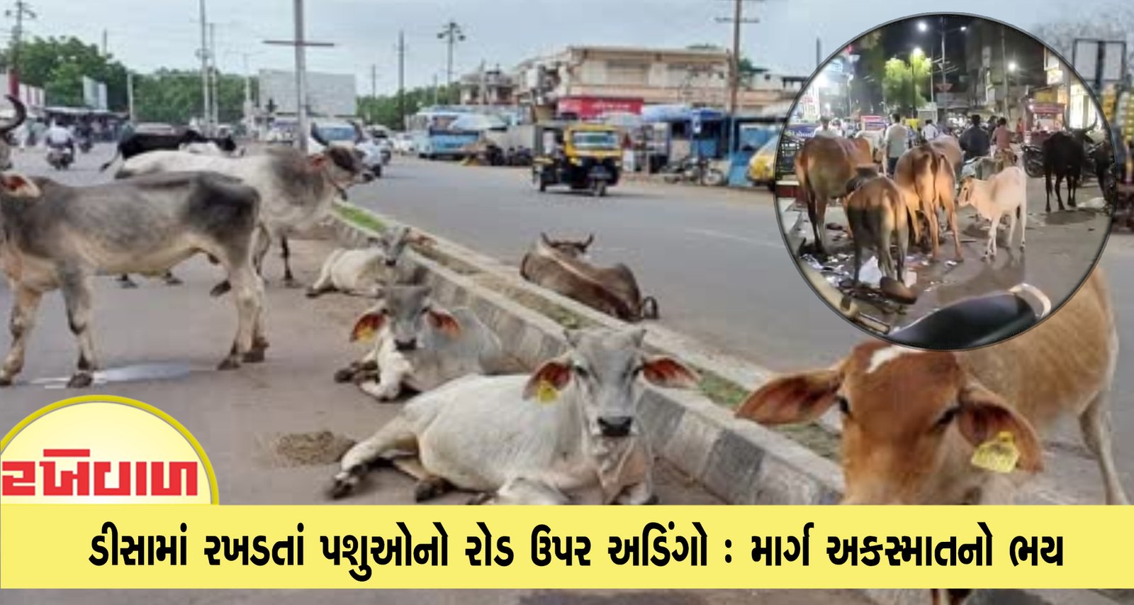 ડીસામાં રખડતાં પશુઓનો રોડ ઉપર અડિંગો : માર્ગ અકસ્માતનો ભય