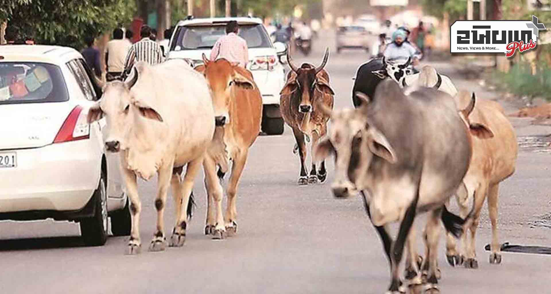 ડીસાની જયશ્રી પાર્ક સોસાયટી પાસે સ્થાનિક રહીશ ગાયની અડફેટે ઘવાયા