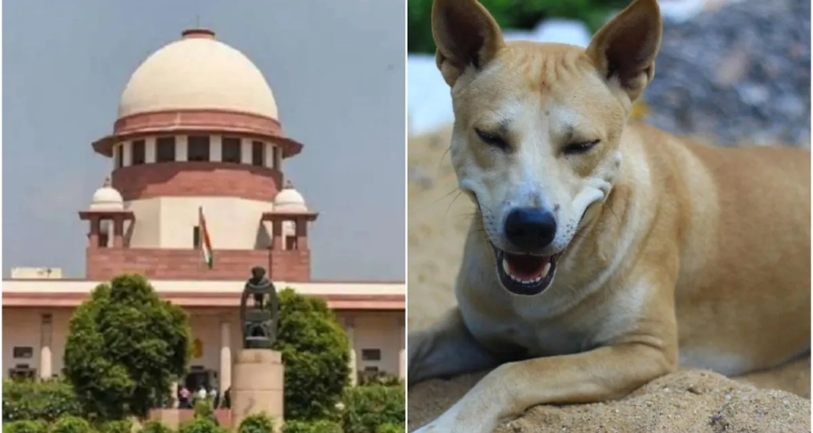 નવી દિલ્હીમાં રખડતા કૂતરાએ કરડ્યા બાદ છોકરીનું મોત