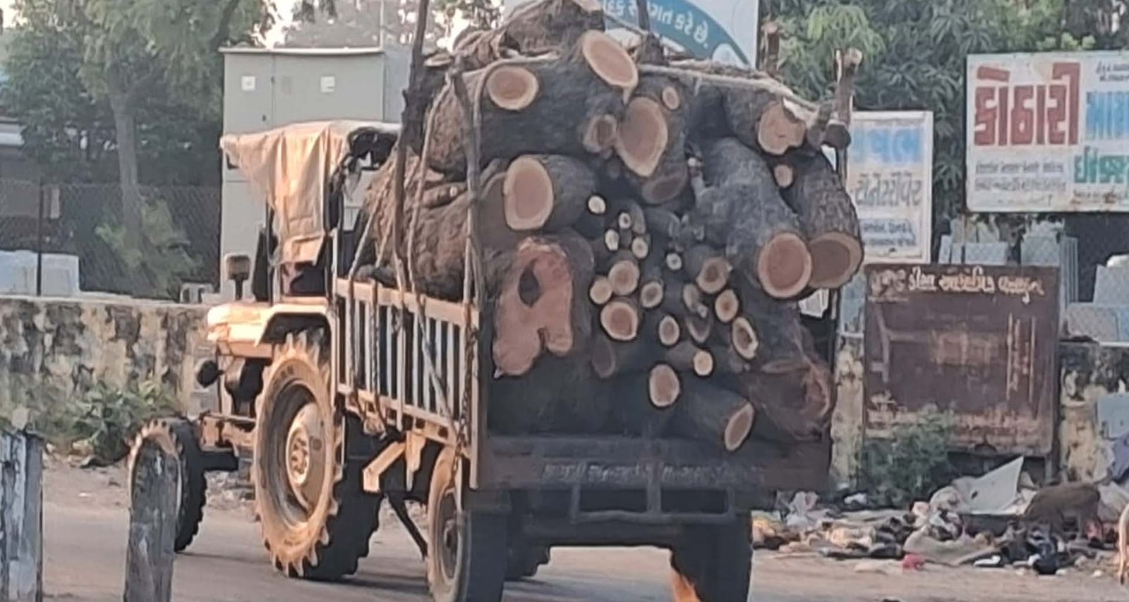 ડીસા પંથકમાં દેશી વિરપ્પનો બેફામ : જિલ્લામાં વન વિભાગની રહેમ નજર તળે લીલા વૃક્ષોનું નિકંદન