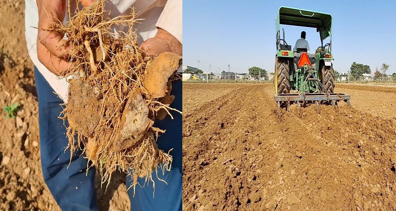 ડીસા તાલુકામાં કમોસમી વરસાદથી બટાકા પાકને ભારે નુકસાન : ખેડૂતોની મહેનત પર પાણી