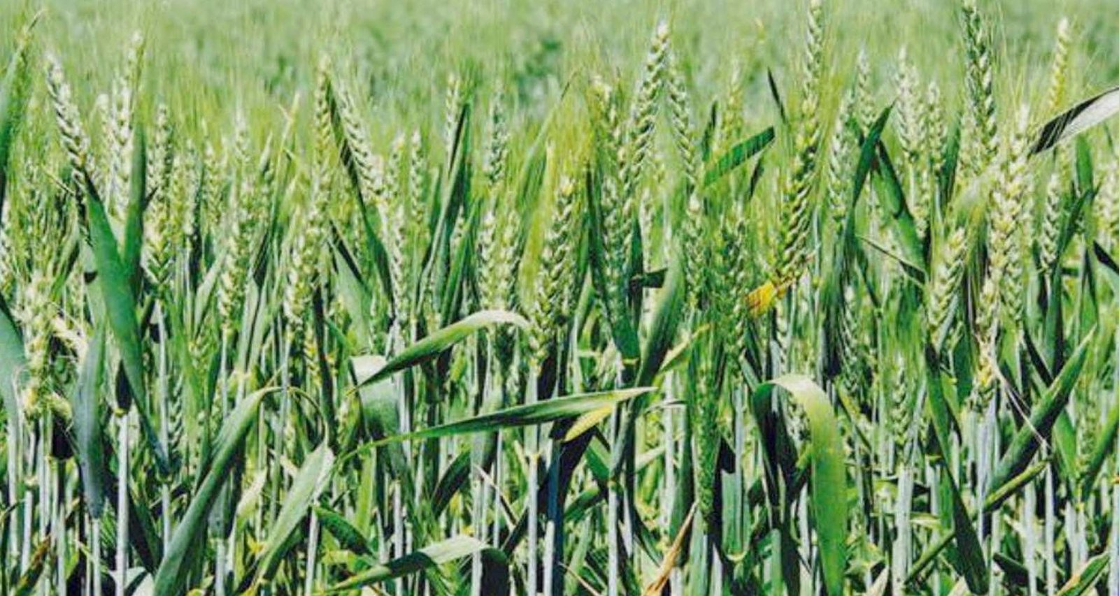 ખેડૂતો માટે સારા સમાચાર : આજથી ઘઉંની ટેકાના ભાવે ખરીદી માટે નોંધણીની પ્રક્રિયા શરૂ થશે