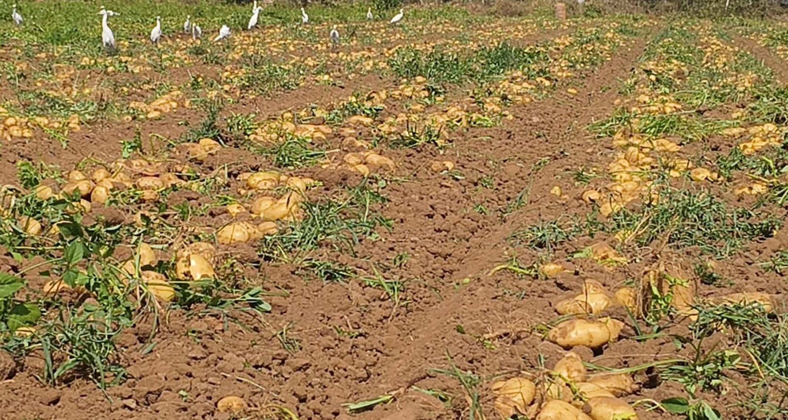 ડીસા સહિત જિલ્લામાં બટાટાના ભાવ તળીયે : ખેડૂતોની હાલત કફોડી