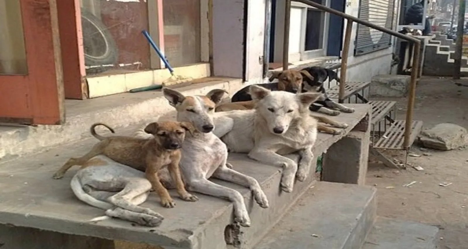 રખડતા કૂતરાઓ પરની ટિપ્પણી બદલ મેનકા ગાંધીને સુપ્રીમ કોર્ટે ફટકાર લગાવી