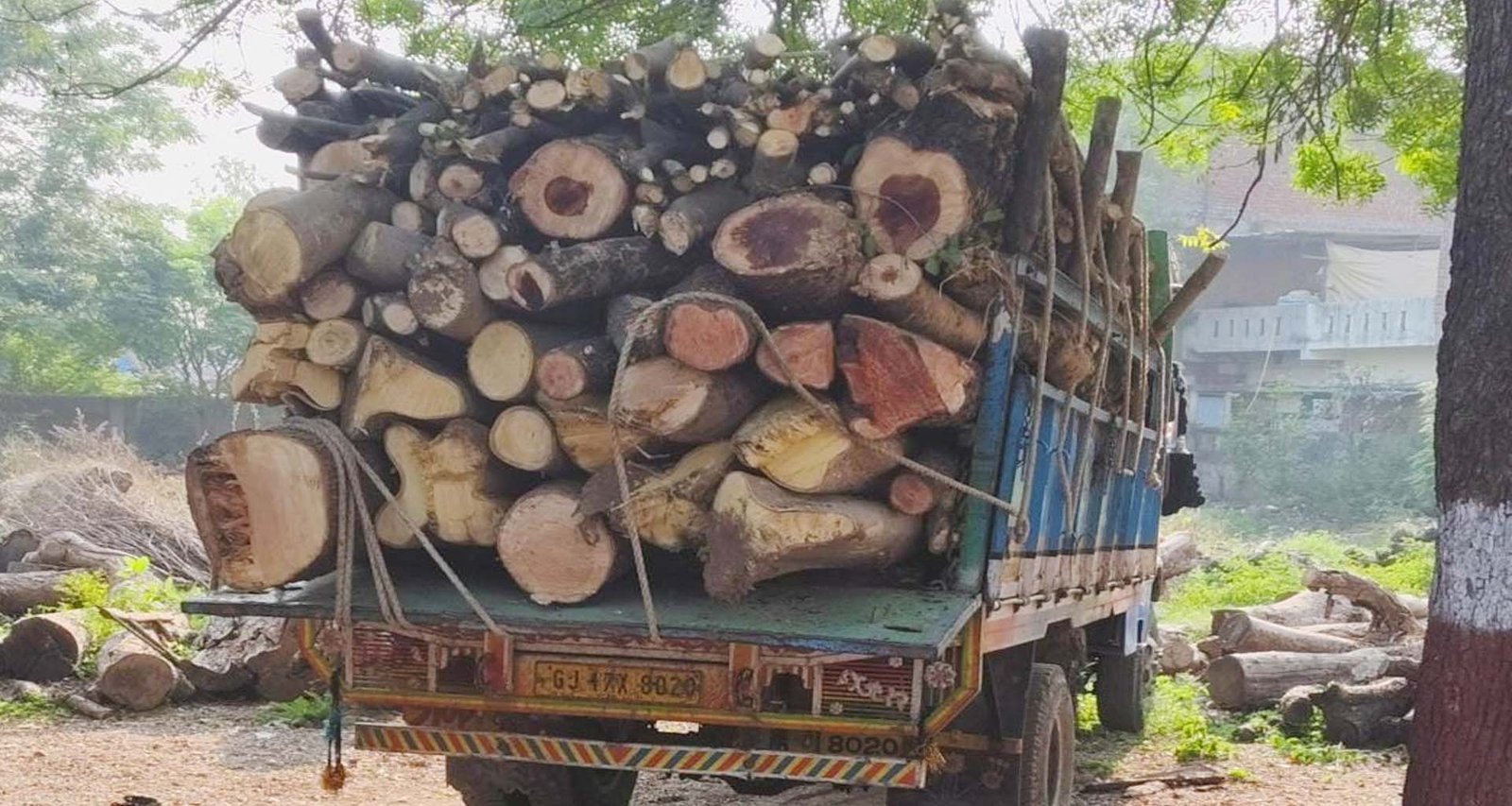 કાંકરેજ-ઓગડમાં લીલાછમ વૃક્ષોનો ખુડદો બોલાવતા તત્વો બેફામ બન્યા