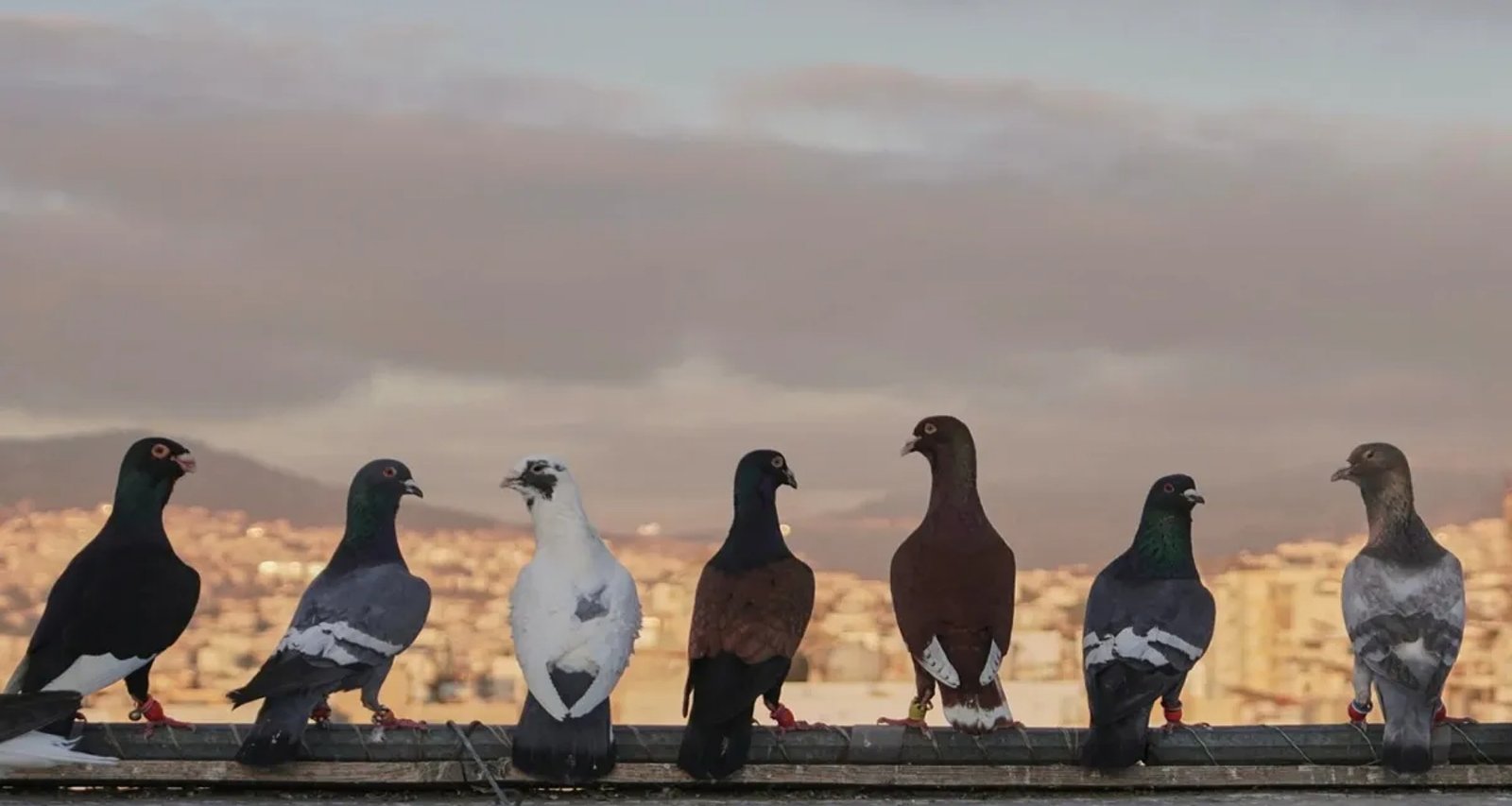 સિંગાપોરમાં કબૂતરોને ખવડાવવાનું મોંઘુ પડ્યું, કોર્ટે ભારતીય મૂળની મહિલાને દંડ ફટકાર્યો